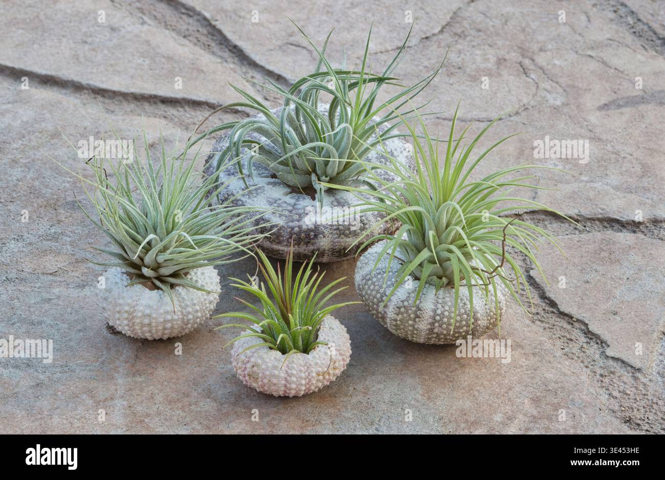 Piante d'aria viventi esposte in conchiglie di ricci di mare giardino ornamentale naturale Tillandsia ionantha. Foto Stock