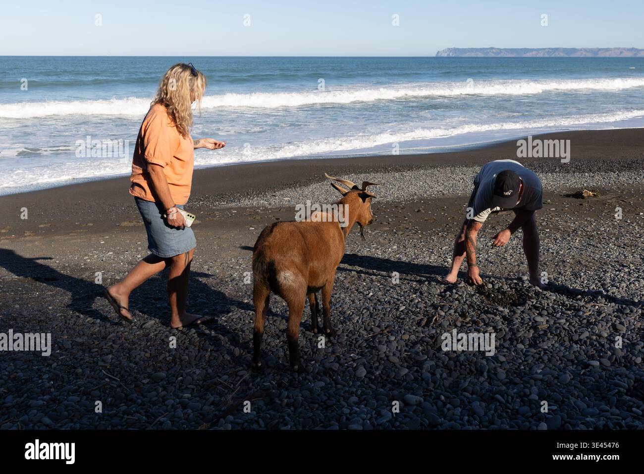 Coppia che raccoglie pietre su una spiaggia con una capra a Rarangi, Marlborough, South Island, nuova Zelanda Foto Stock
