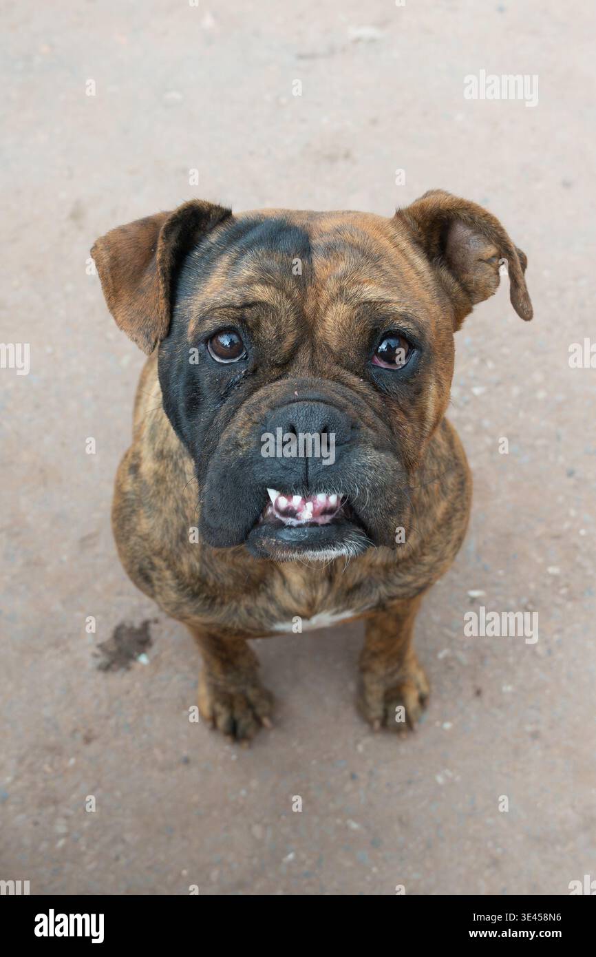 Bulldog strisciante che guarda in alto - Ritratto di primo piano espressivo Foto Stock