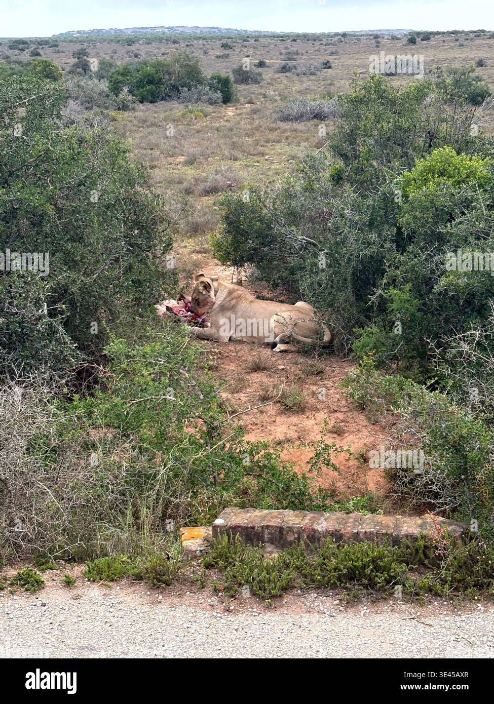 Lioness che consuma la preda nella macchia africana del Parco Nazionale di Addo - Immagine stock catturata con smartphone