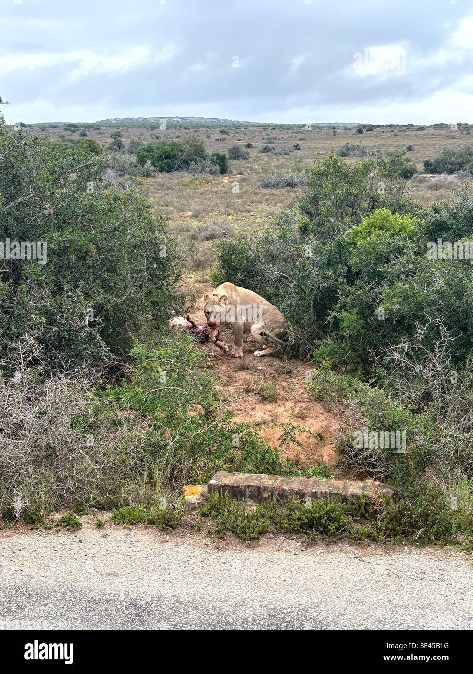 Lioness dà da mangiare a Prey accanto a Gravel Road Addo National Park - Immagine stock catturata con smartphone