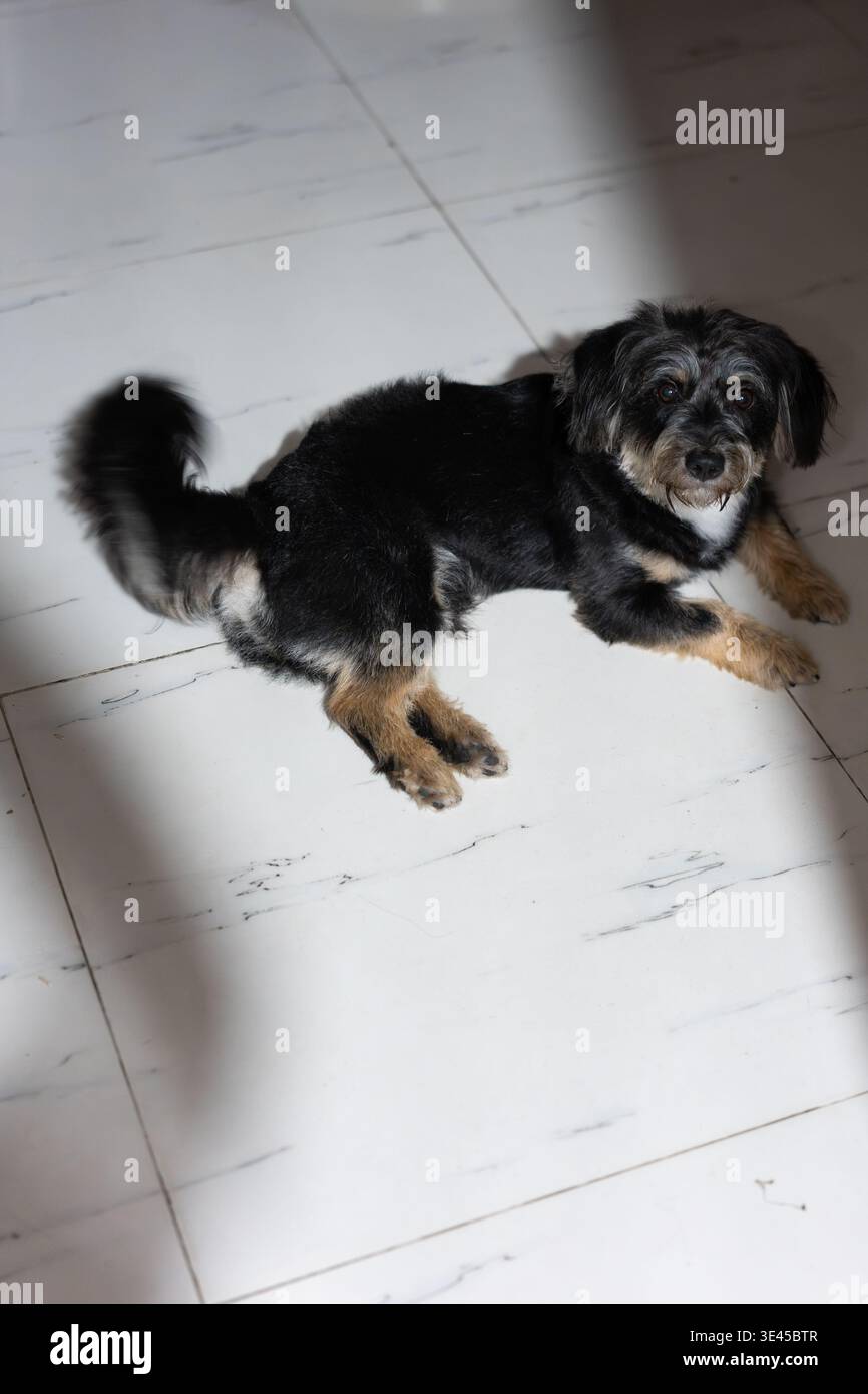Black and Tan Terrier Dog adagiato su pavimento in piastrelle bianche in ambiente interno, Shanghai, Cina Foto Stock