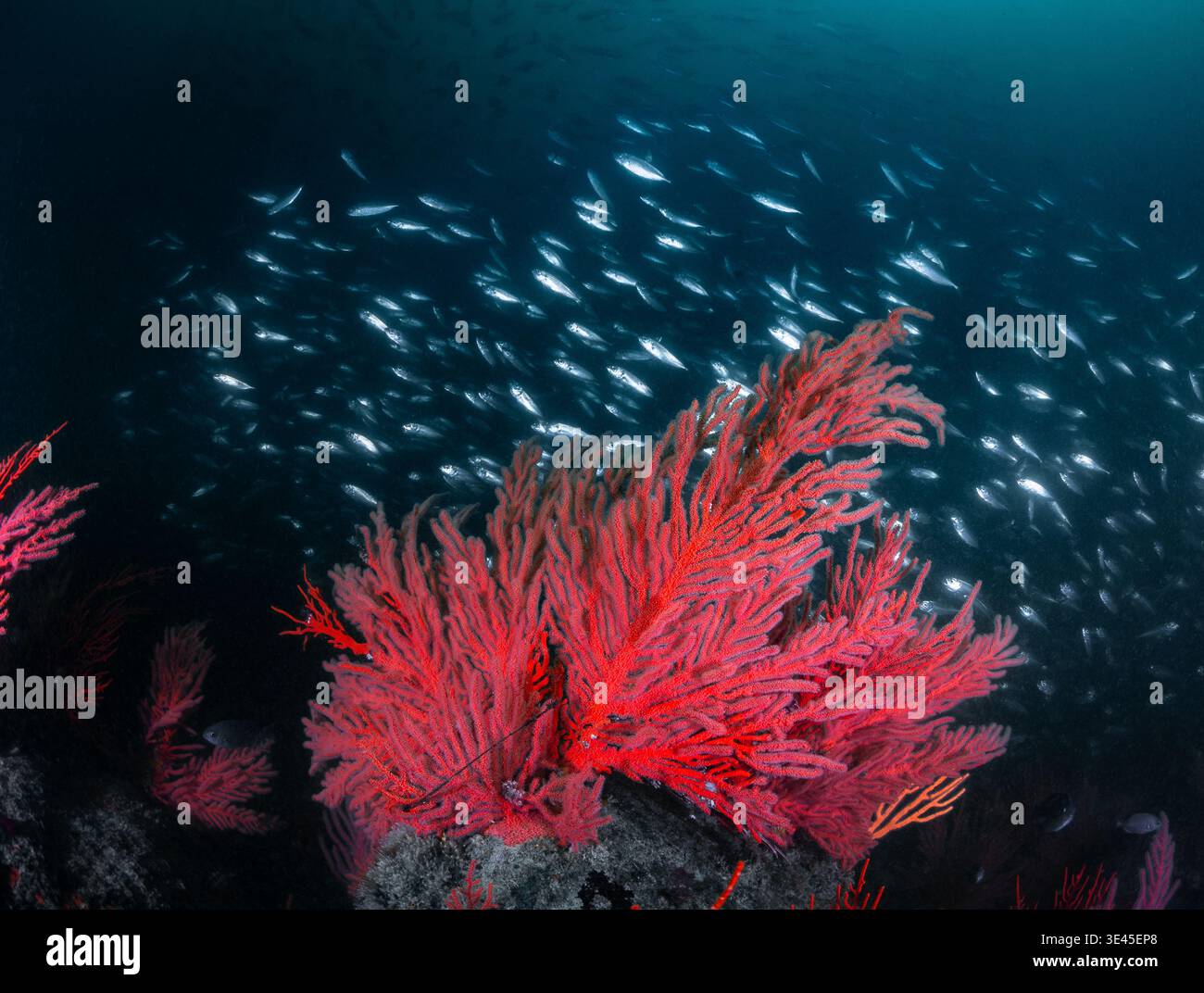 Una grande scuola di pesci d'argento scintillanti sta nuotando rapidamente su una barriera corallina d'acqua fredda con luminosi appassionati di mare che crescono sulle rocce Foto Stock