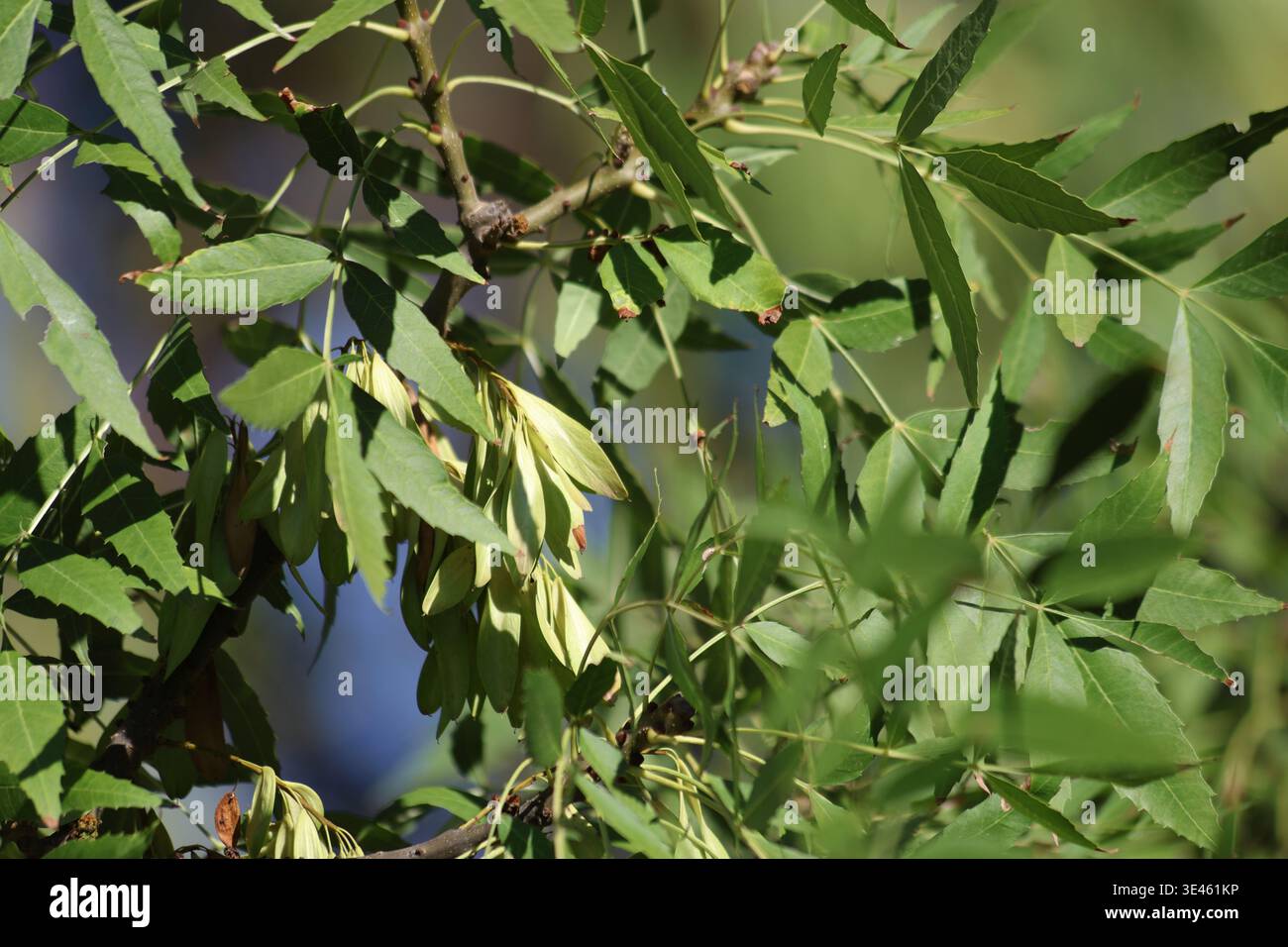Fraxinus angustifolia, la cenere a foglia stretta, è una specie di Fraxinus Foto Stock