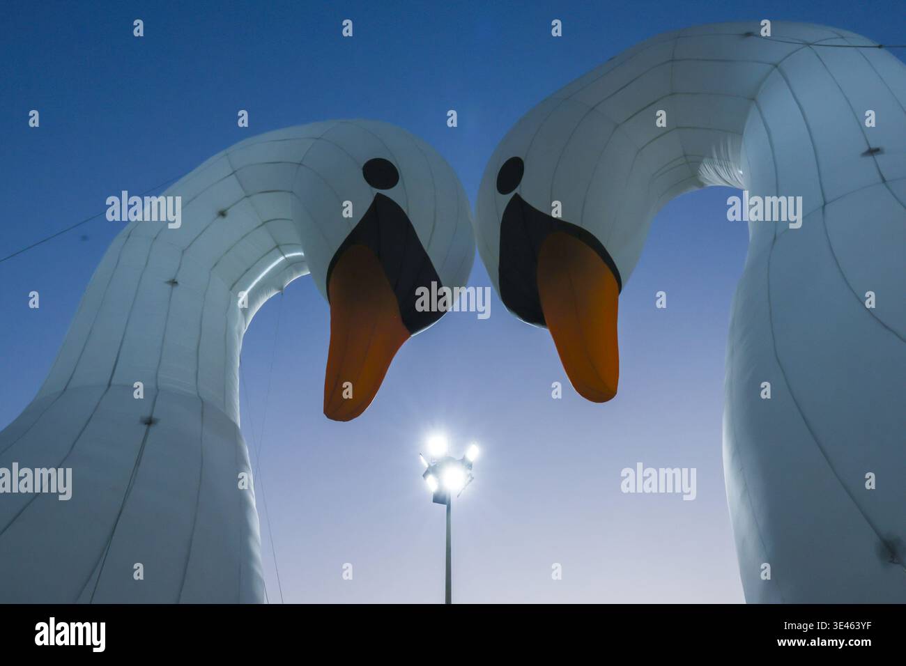Due grandi decorazioni di scultura gonfiabili a cigno bianco sorgono all'aperto sotto il cielo crepuscolo, di fronte l'una all'altra per creare un tranquillo romanticismo, illuminato da una strada luminosa Foto Stock