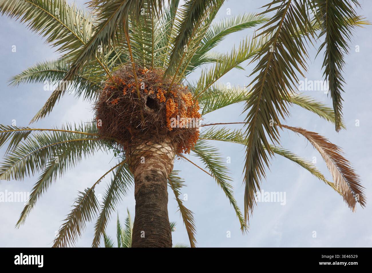 Vista ad angolo basso che guarda su una palma da dattero (Phoenix dactylifera) con ammassi di datteri arancioni maturi e fronde verdi contro un cielo blu. Foto Stock