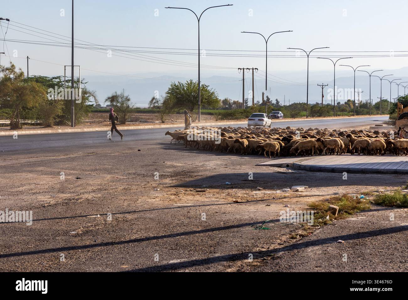 Mandria di pecore che attraversano un'autostrada, Giordania Foto Stock