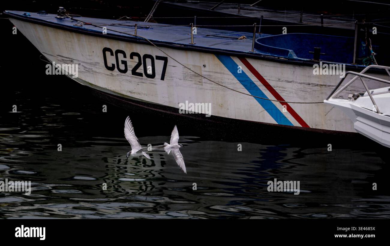 Due sternette bianche che volano basse sull'acqua scura del porto accanto a una barca della guardia costiera contrassegnata CG207, scena atmosferica sul lungomare con riflessi di navi. Foto Stock