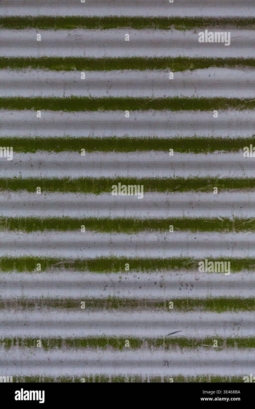 Primo piano di lamiera ondulata bianca con crescita di muschio verde e macchie di sporcizia. Foto Stock