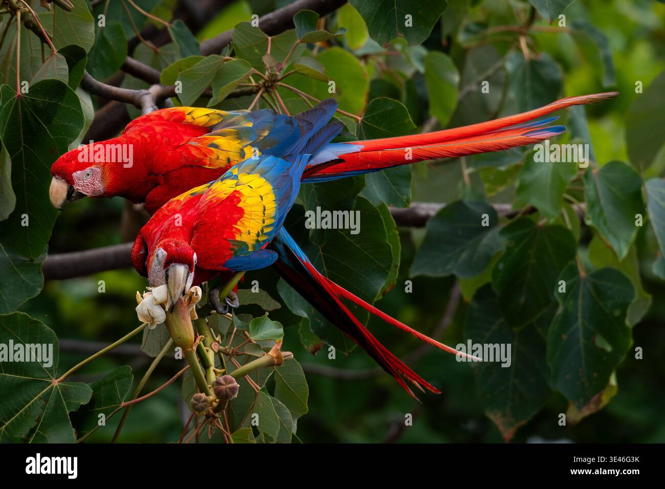 Scarlet, Ara macao, psittacidae, Jaco, Costa Rica Foto Stock