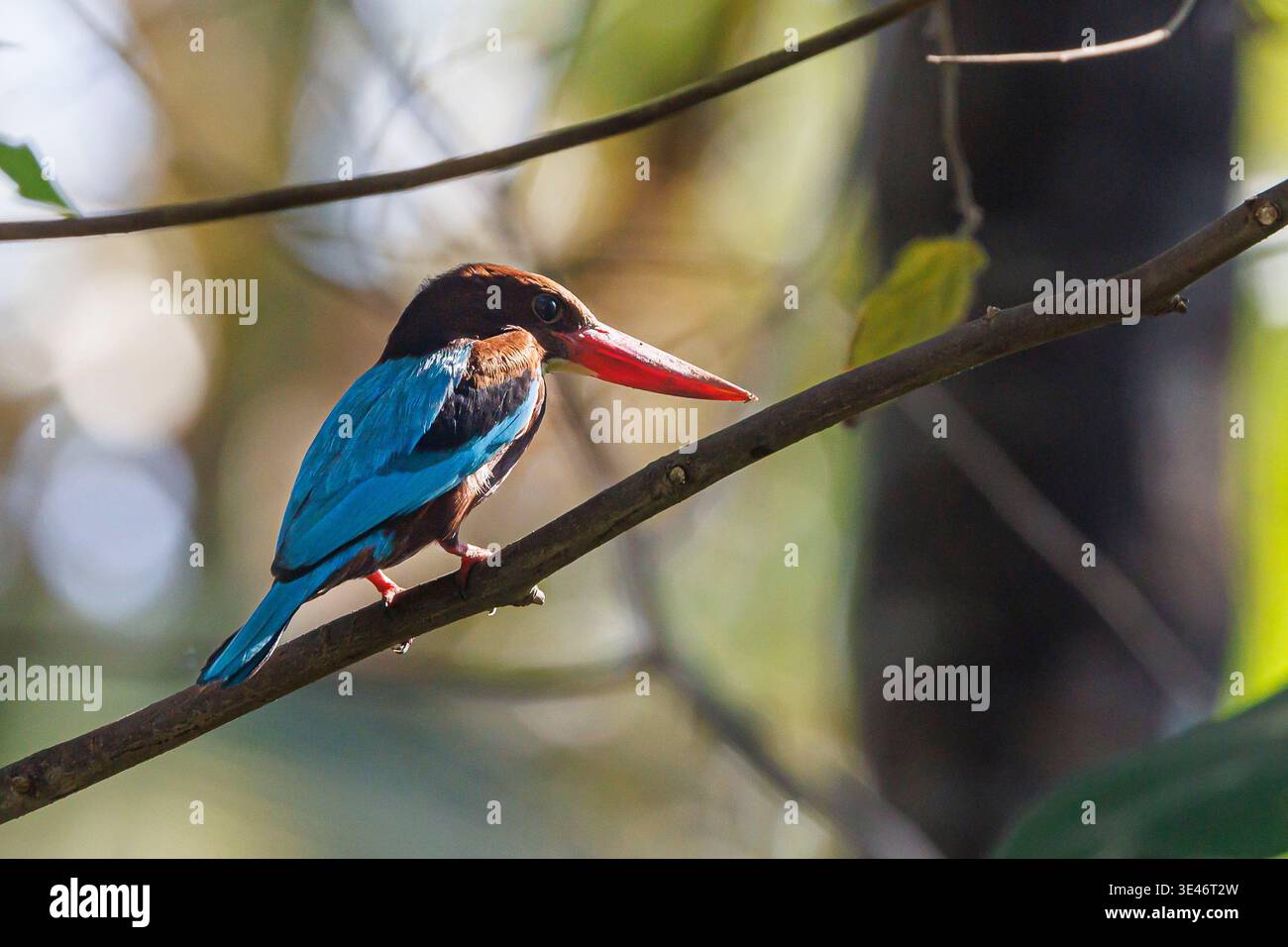 India, Kerala, Thottada, kingfisher con gola bianca (Halcyon smyrnensis) Foto Stock