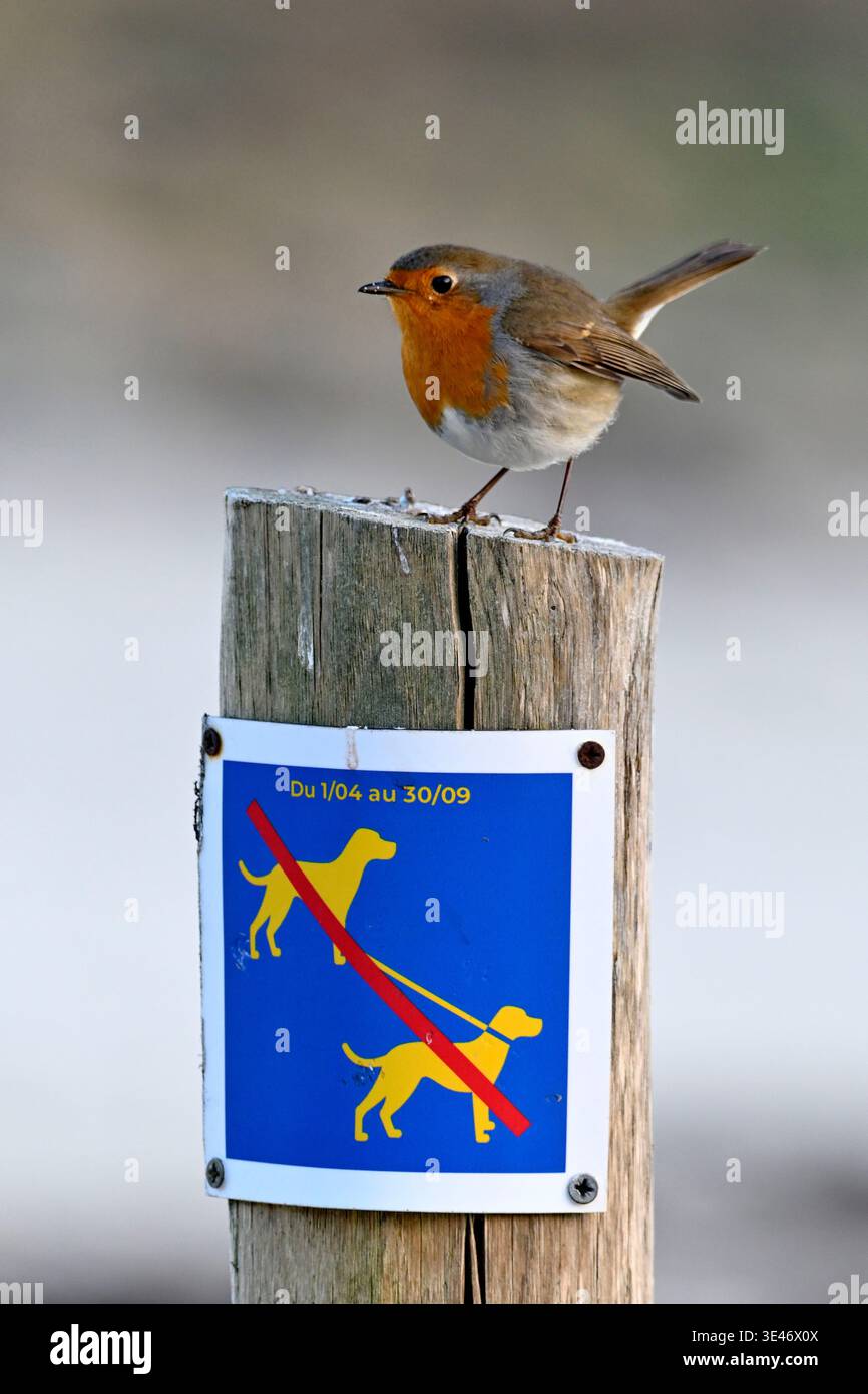 Francia, Morbihan, Carnac, uccello passerino, Robin europeo (erithacus rubecula), appollaiato su un palo che indica un cartello senza cani, regole sulla spiaggia Foto Stock