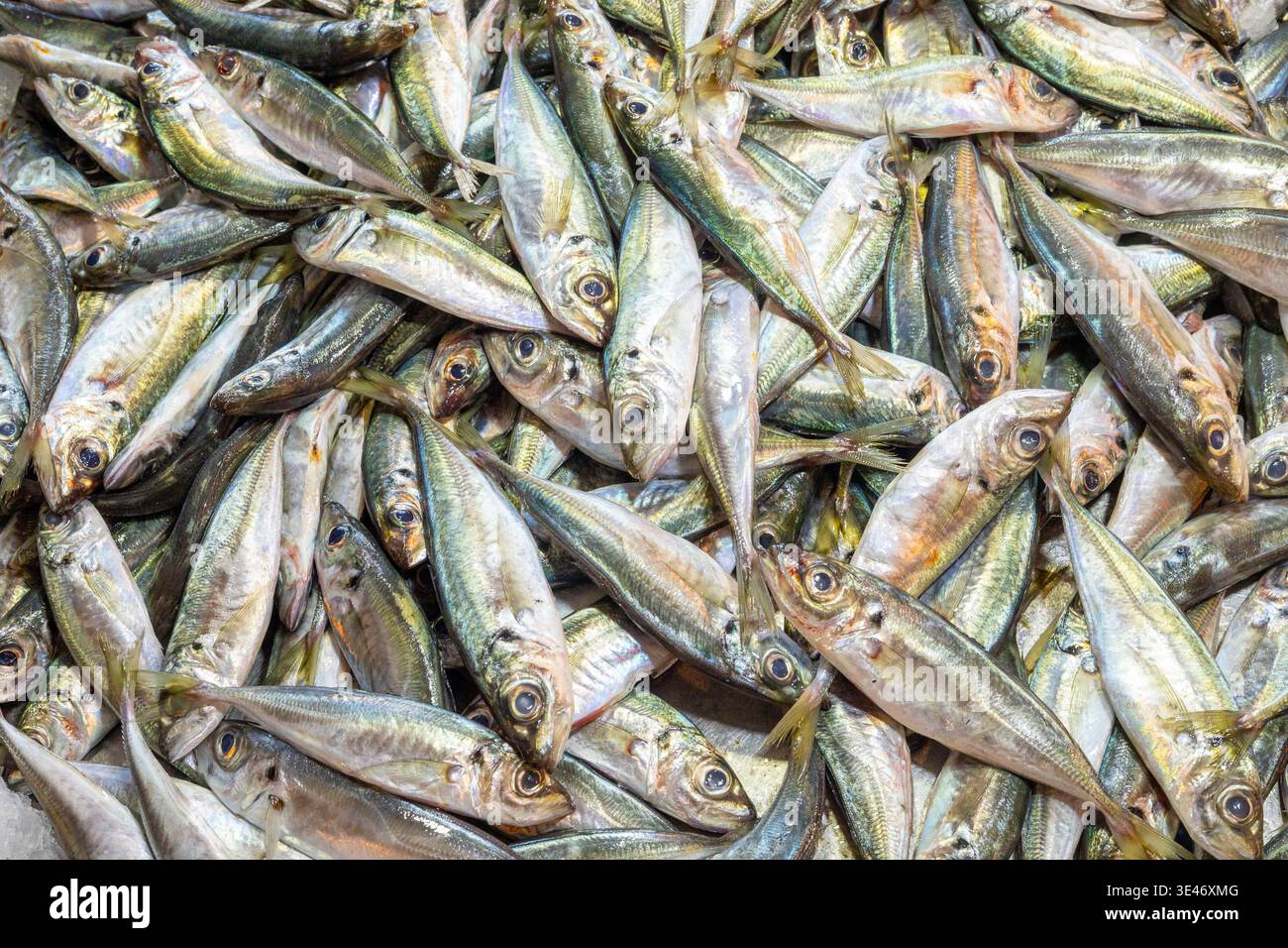 Tunisia, Bizerte, mercato del pesce, vendita di sugarelli (Trachurus trachurus) Foto Stock