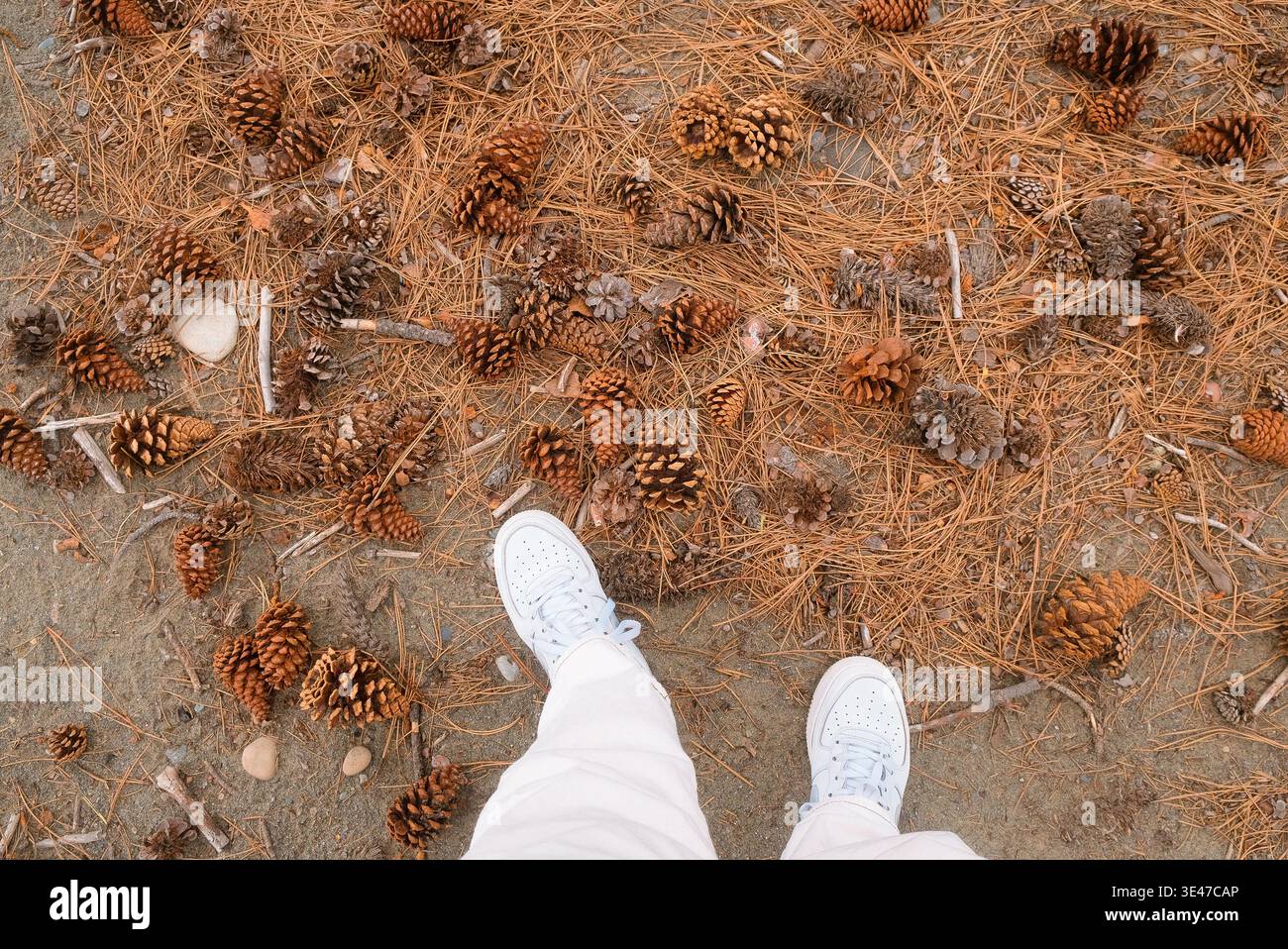 Lago Tekapo, nuova Zelanda: Punto di vista delle scarpe da ginnastica bianche su terreni boschivi asciutti con coni di pino caduti e aghi sotto la luce soffusa del mattino. Foto Stock
