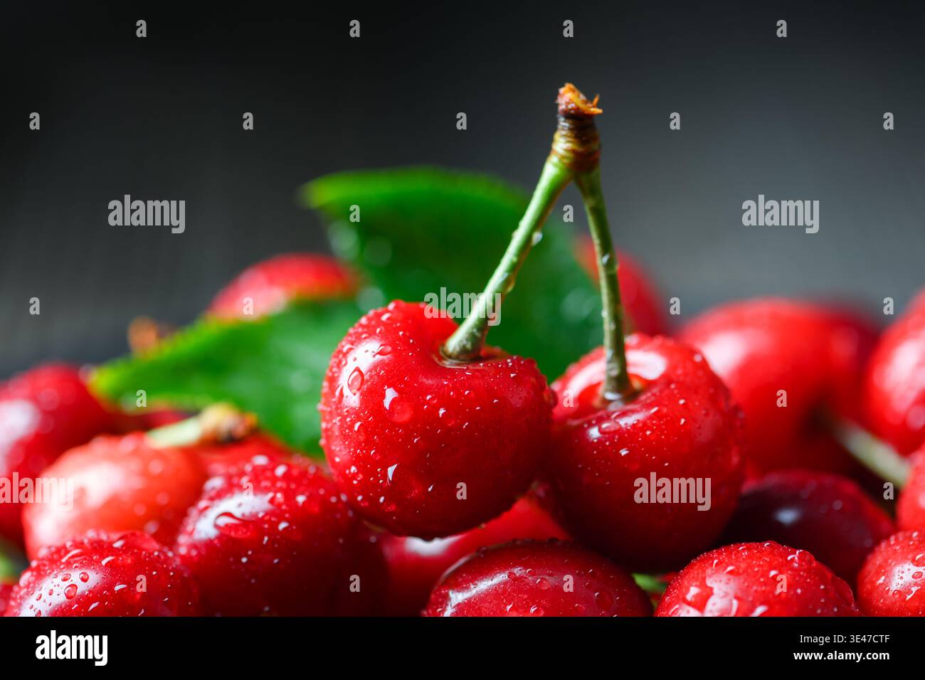 Ciliegie fresche con prospettiva ravvicinata e sfocatura morbida. Frutta fresca dolce con gocce d'acqua, luce naturale Foto Stock