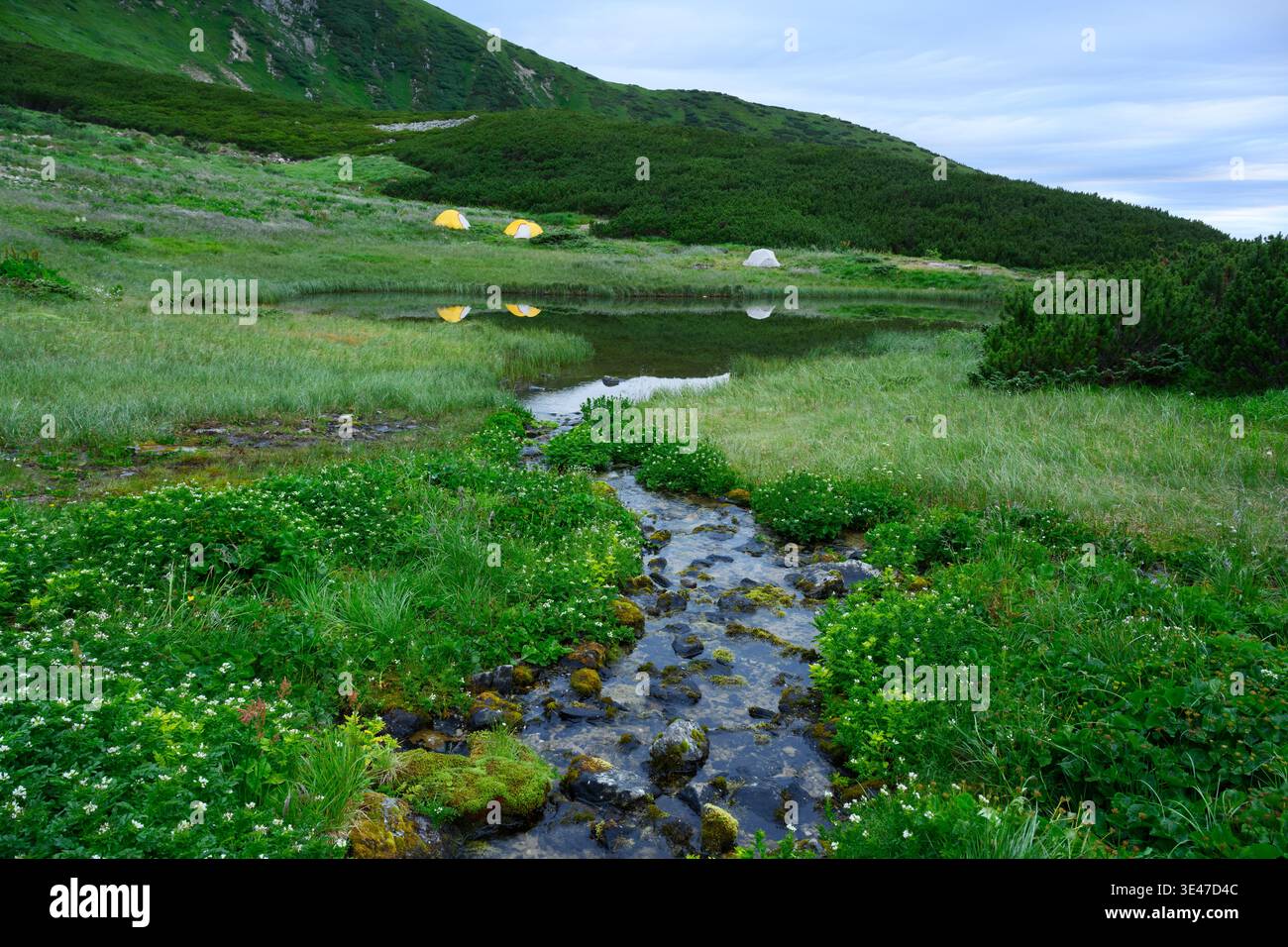 Prato alpino con ruscello ed erba verde con fiori selvatici. Le tende per backpackers si trovano vicino a un lago di montagne cristalline Foto Stock