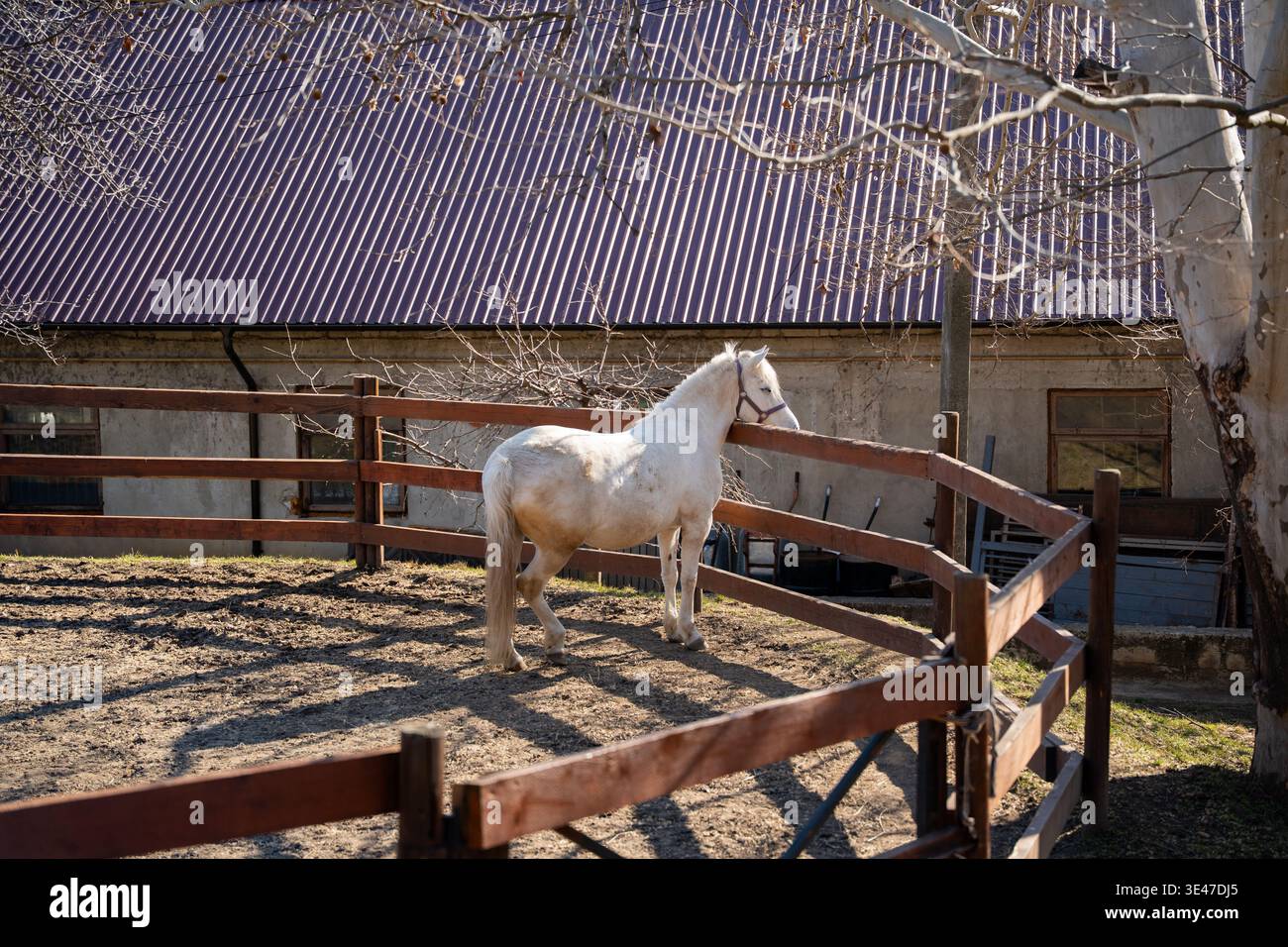 Triste cavallo bianco in piedi da solo in un recinto dello zoo dietro una recinzione di legno che mette in evidenza le preoccupazioni etiche sulla prigionia degli animali e le condizioni dello zoo in natura Foto Stock