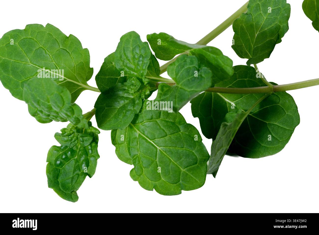 Le fresche foglie verdi di balsamo al limone mostrano una consistenza e un aroma vibranti, isolate splendidamente. Foto Stock