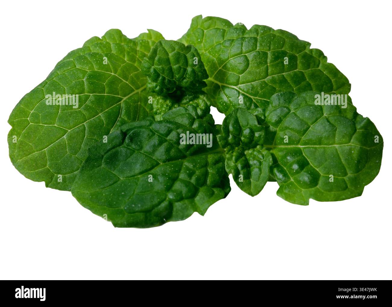 Le fresche foglie di balsamo al limone sfoggiano tonalità verdi ricche su uno sfondo bianco puro. Foto Stock