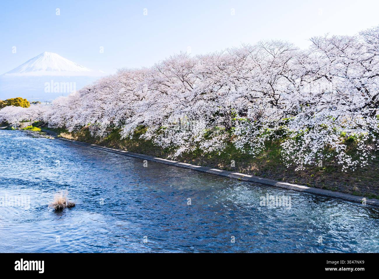 Vista distante del Monte Fuji, fiori di ciliegio che fioriscono lungo il fiume, acqua cristallina che si abbina alla montagna innevata, classica vista della sorgente giapponese. Foto Stock