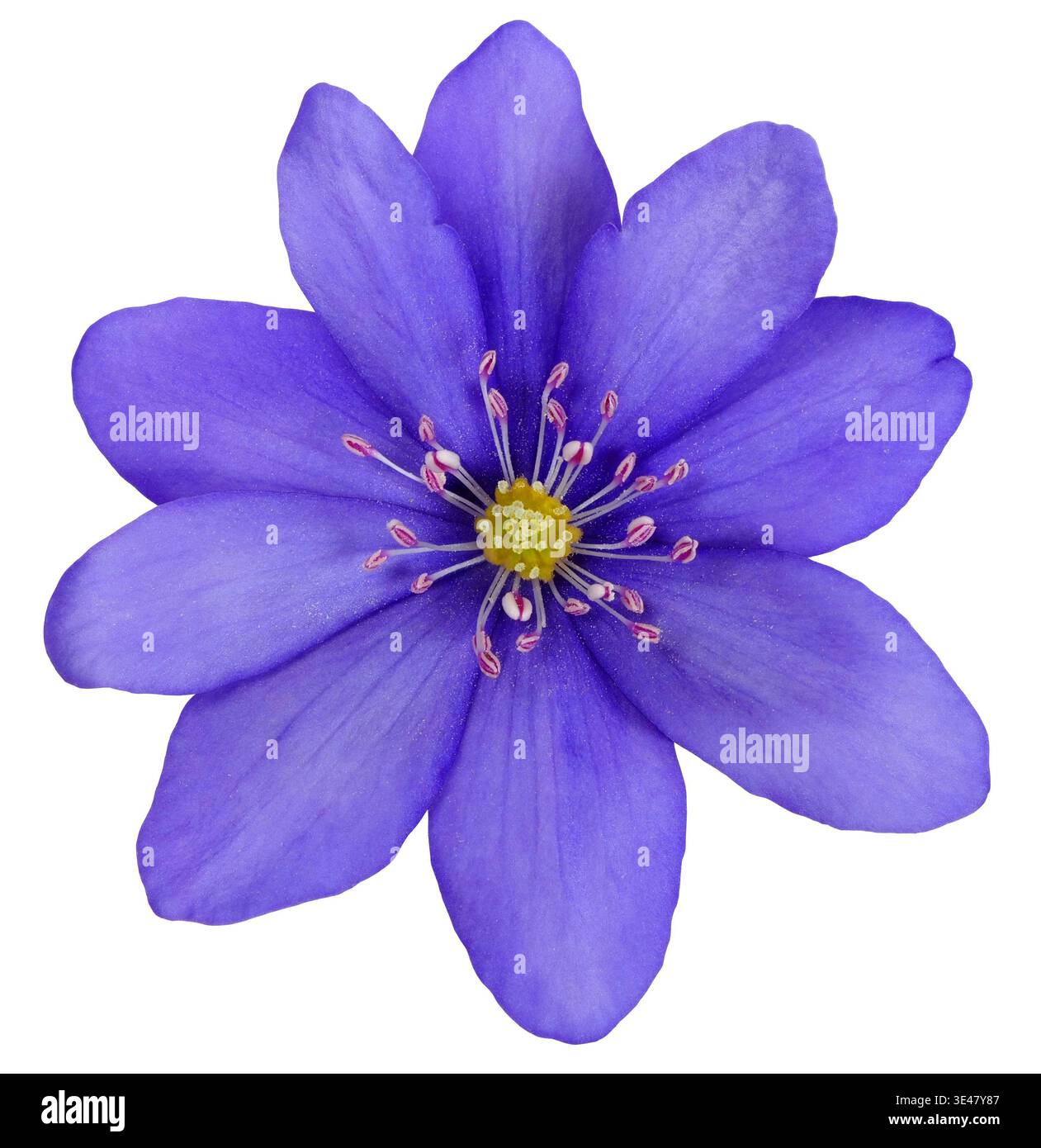 Fiore blu di anemone hepatica isolato su sfondo bianco Foto Stock