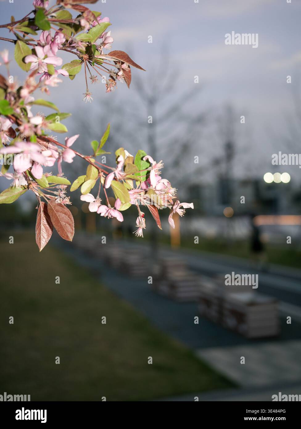 Primo piano di ciliegi rosa primaverili in fiore sullo sfondo sfocato di un passaggio pedonale vuoto del parco urbano. La scena rappresenta la stagione primaverile, bellezza naturale Foto Stock