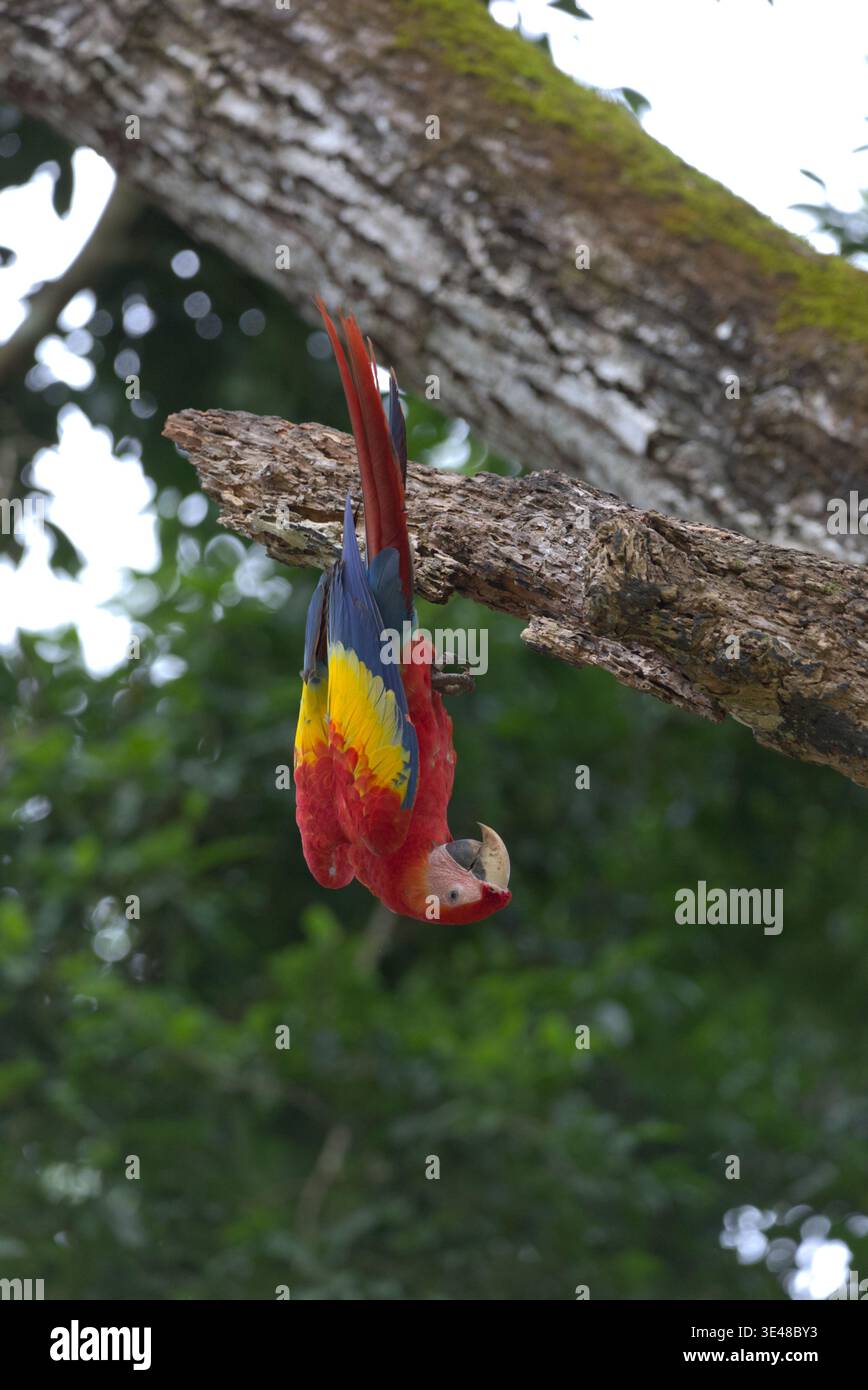 Un'ara scarlatta (Ara macao) è pericolosa da un ramo d'albero. Foto Stock