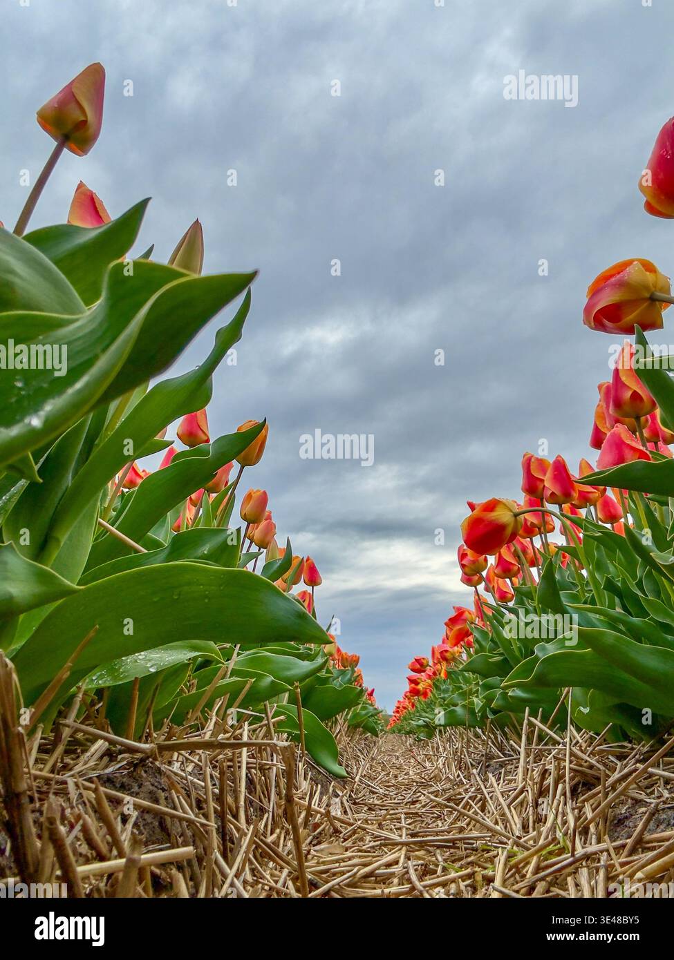 La vista dei tulipani vibranti si estende verso un cielo nuvoloso, i loro petali arancioni ardenti contrastano con il fresco fogliame verde, Oostwoud, North Holland, Nethe Foto Stock