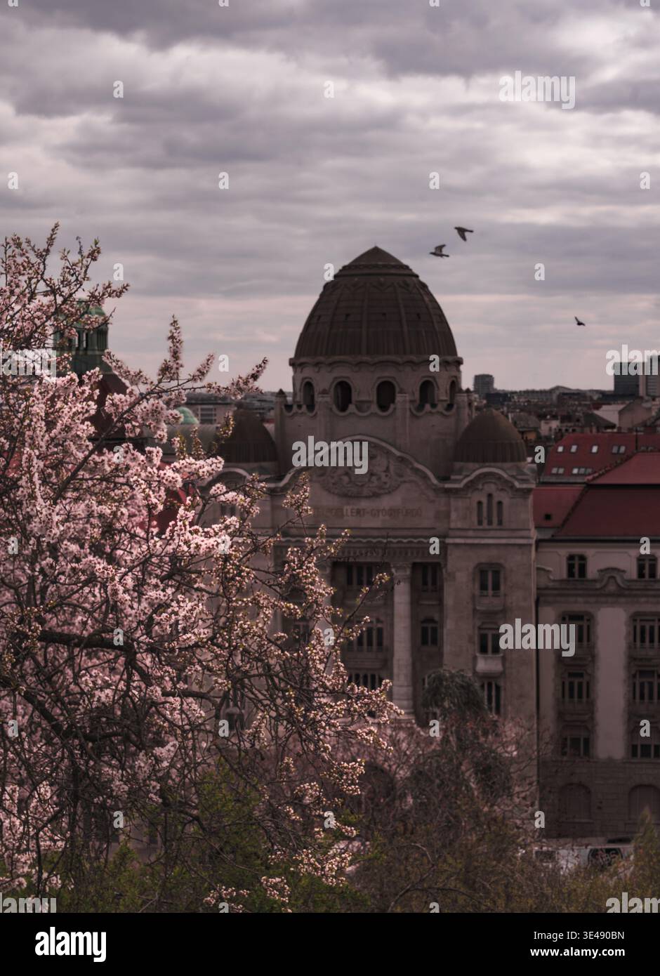 La vista della grandiosa architettura a cupola si innalza oltre il rosa tenue degli alberi in fiore sotto un cielo lunare, una scena senza tempo, Budapest, Ungheria. Foto Stock