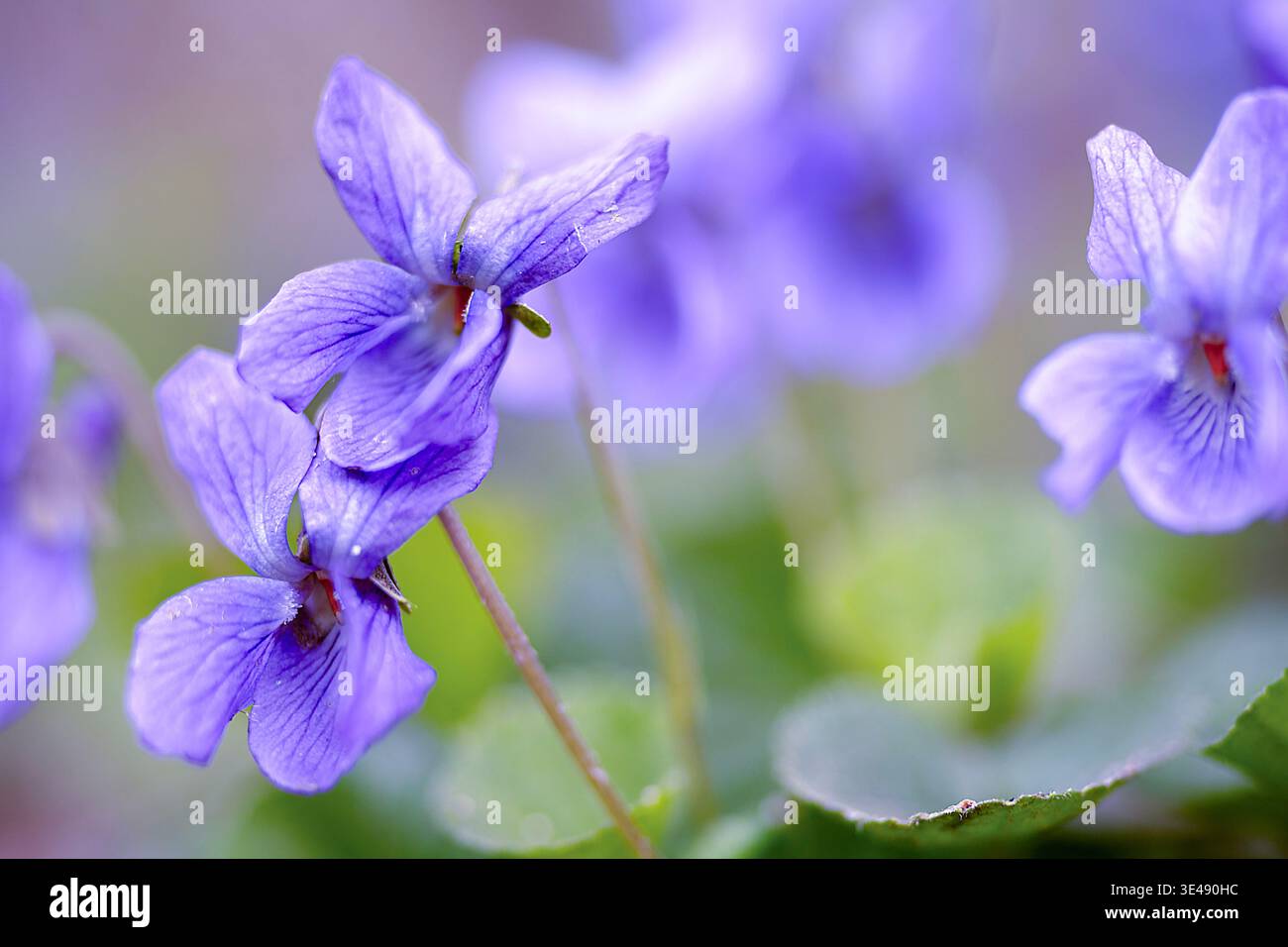 Viola dolce che fioriscono nel pavimento della foresta primaverile Foto Stock