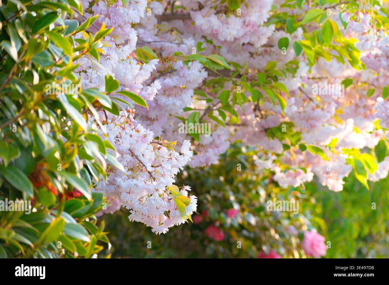 Christchurch, nuova Zelanda: Fiori di ciliegio rosa tenue in piena primavera, con foglie verdi lussureggianti e fiori di camelia sotto il caldo sole mattutino. Foto Stock