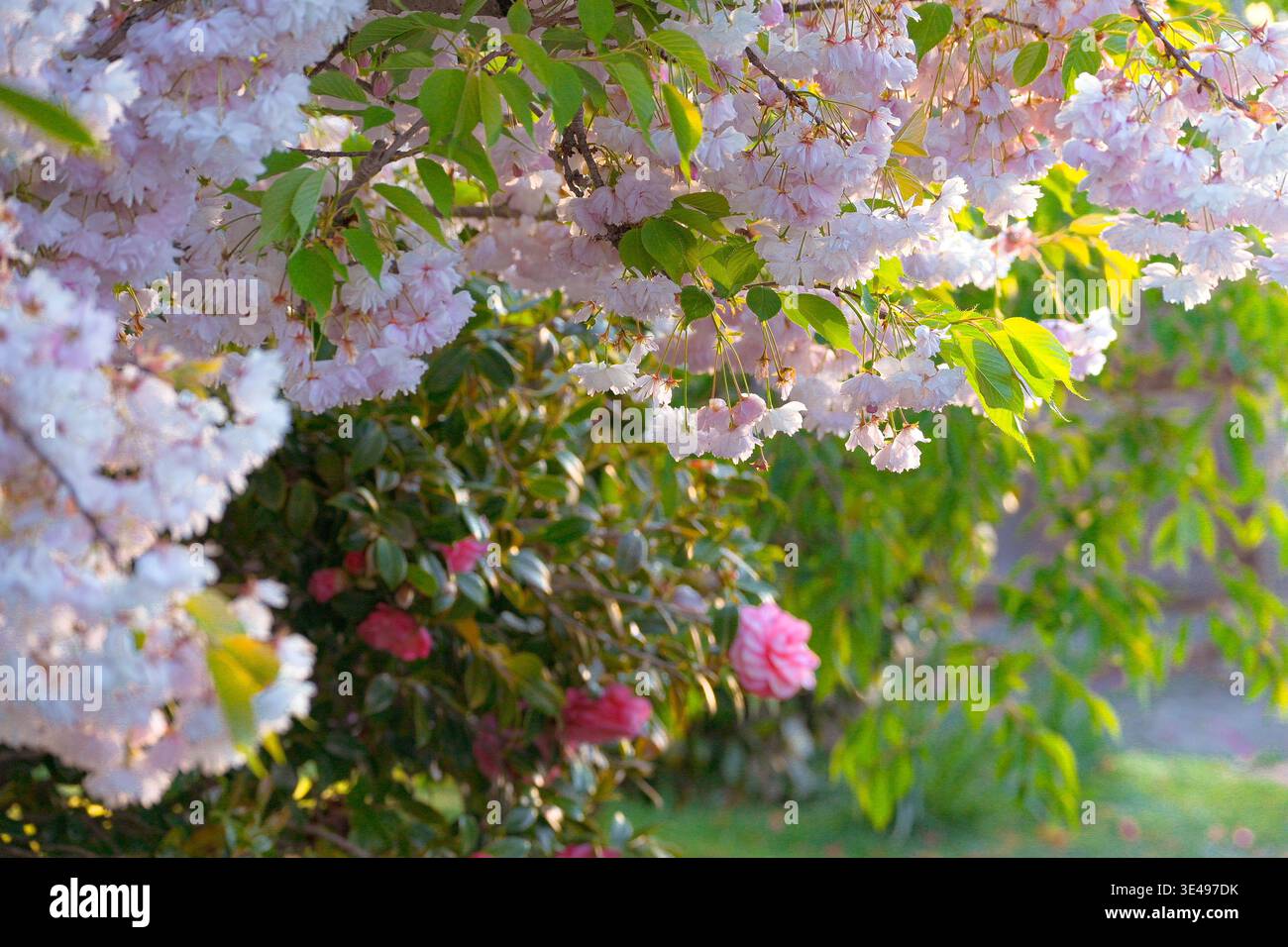 Christchurch, nuova Zelanda Christchurch, nuova Zelanda: Fiori di ciliegio rosa tenue in piena primavera, con foglie verdi lussureggianti e fiori di camelia Foto Stock