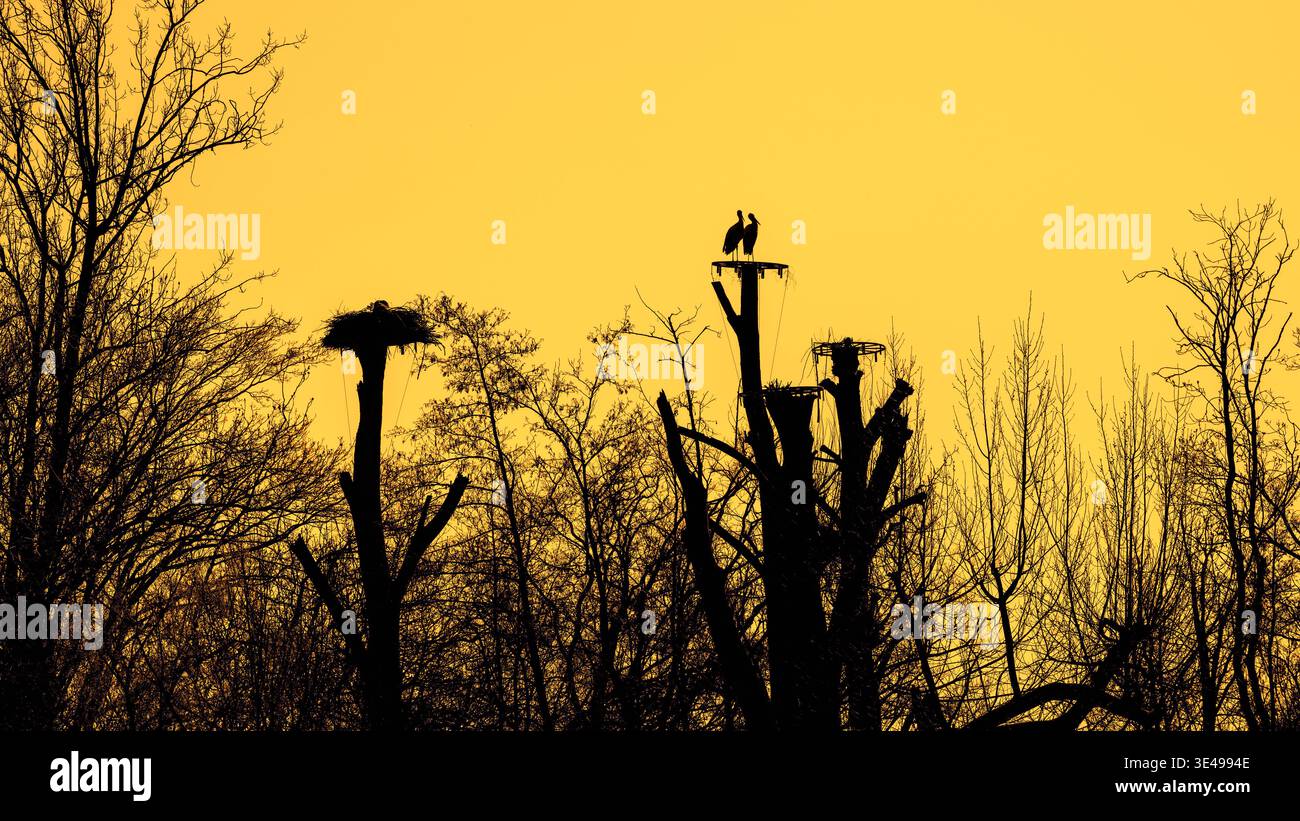 Cicogna bianca (Ciconia ciconia) si abbina su una piattaforma artificiale di nidificazione sulla cima di un albero morto nel bosco lungo il lago, sagomata contro il cielo giallo del tramonto Foto Stock