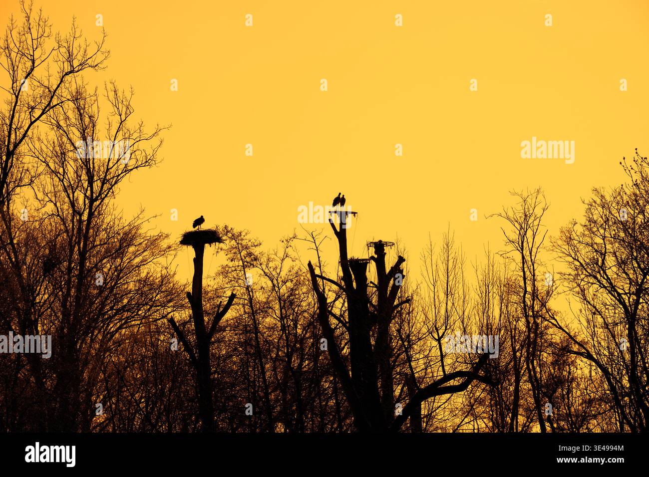 Cicogna bianca (Ciconia ciconia) si abbina su una piattaforma artificiale di nidificazione sulla cima di un albero morto nel bosco lungo il lago, sagomata contro il cielo giallo del tramonto Foto Stock