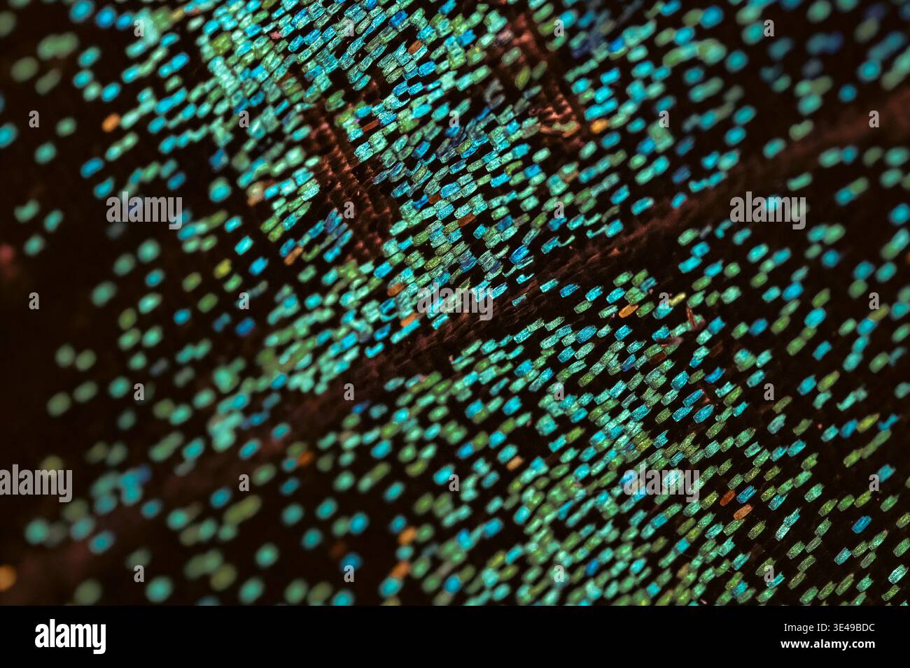 Fotografia macro estrema di scale alari blu e ciano iridescenti che formano un motivo geometrico astratto e luminoso. Foto Stock