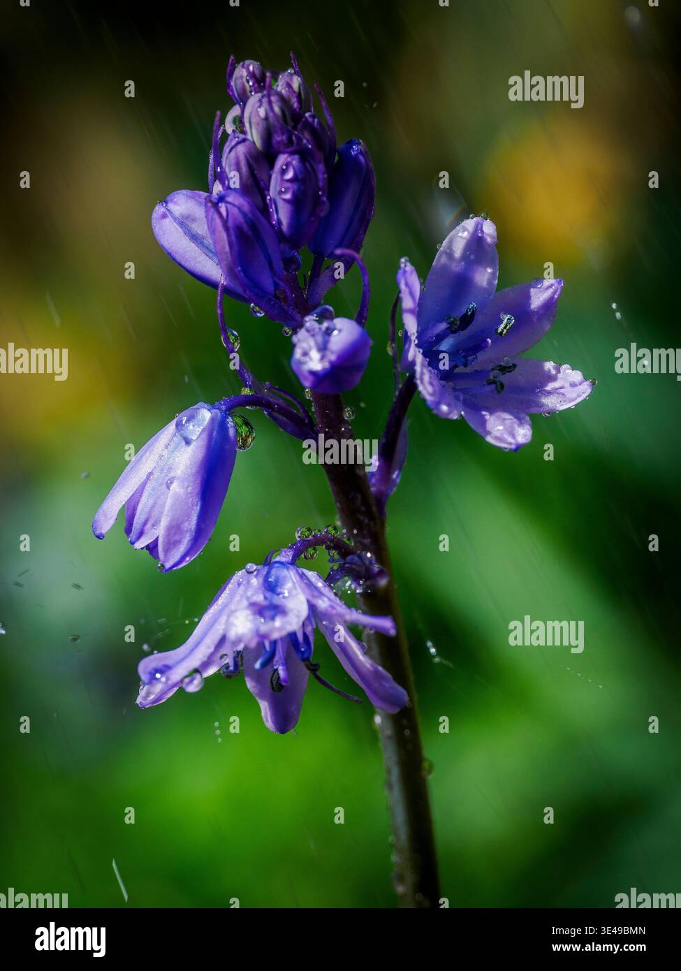 Bluebell britannico sotto la pioggia Foto Stock