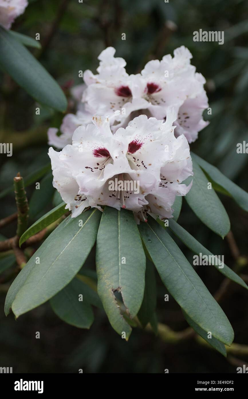 Rhododendron x geraldii Foto Stock