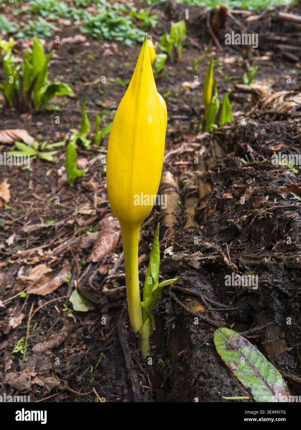 Lysichiton americanus, cavolo skunk occidentale o lanterna paludosa è stata importata nel Regno Unito come pianta ornamentale nel 1901, ma ora è vietata la vendita come AN Foto Stock
