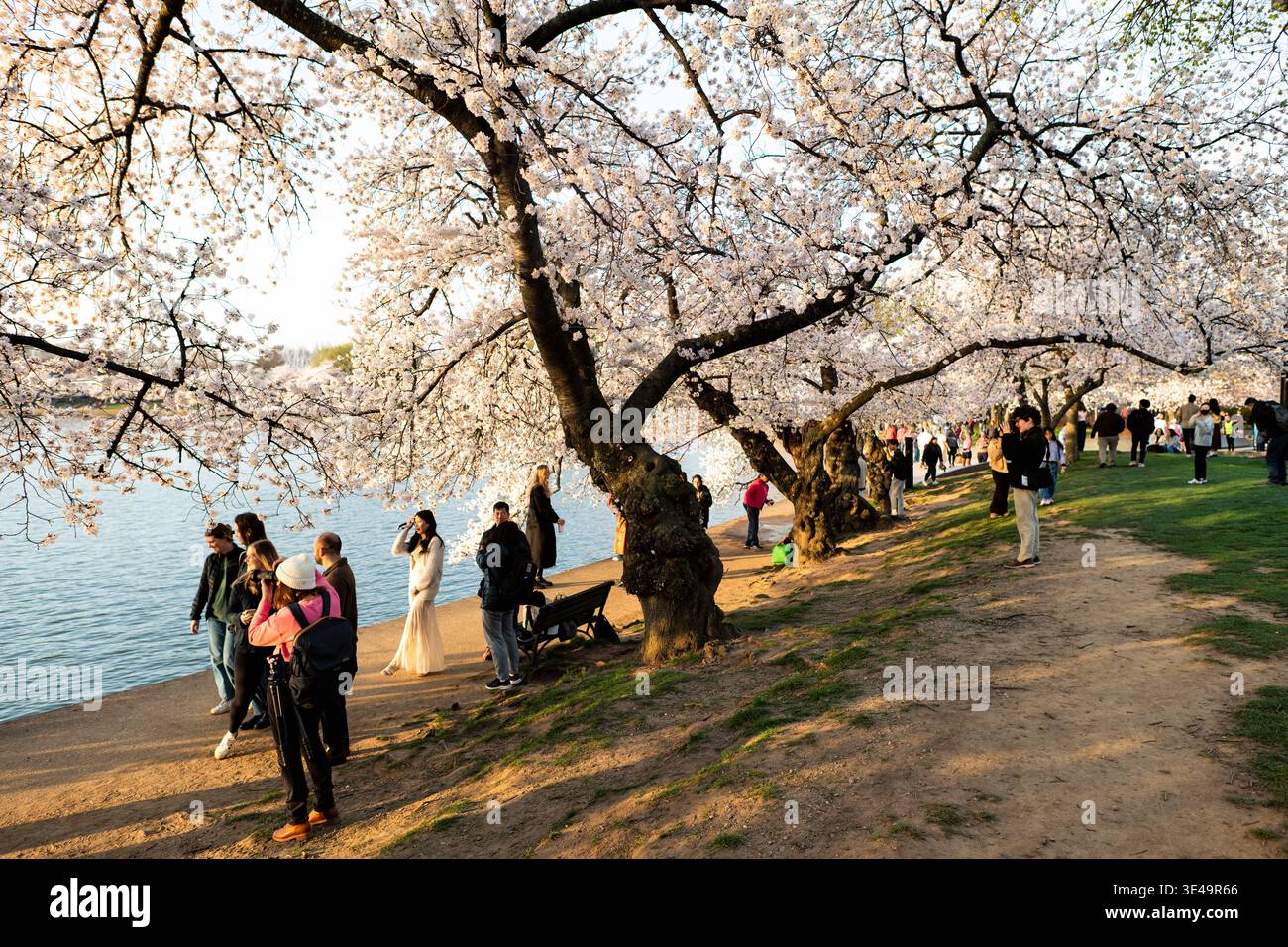 Fiori di ciliegio Yoshino in piena fioritura al Tidal Basin a Washington DC, Stati Uniti | WASHINGTON DC — I ciliegi Yoshino mostrano fiori bianchi gonfi al culmine della fioritura, con rami pesanti che si estendono sull’acqua mentre i visitatori si radunano lungo il sentiero sulla riva, giovedì 26 marzo 2026. Gli alberi iconici attirano folle di fotografi e turisti che percorrono il Tidal Basin per catturare la bellezza effimera dei fiori. La luce calda e dorata del tardo pomeriggio illumina la scena, evidenziando i petali delicati contro l’acqua calma. Questo evento annuale rimane uno dei momenti più attesi della  Foto Stock