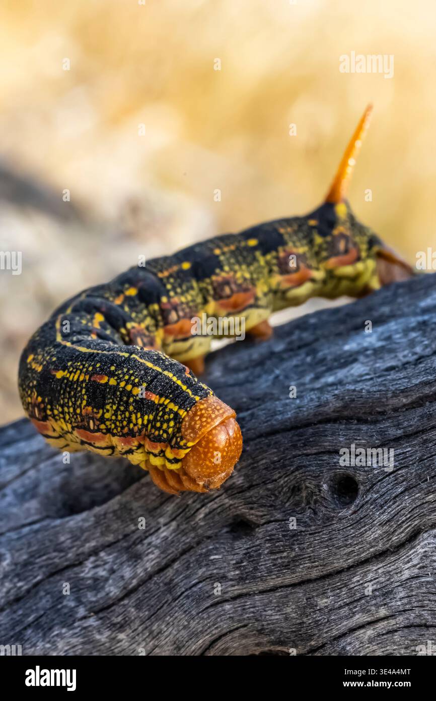 Sfinge rivestita in bianco, Hyles lineata, caterpillar nel Parco statale del deserto di Anza-Borrego, California, Stati Uniti Foto Stock