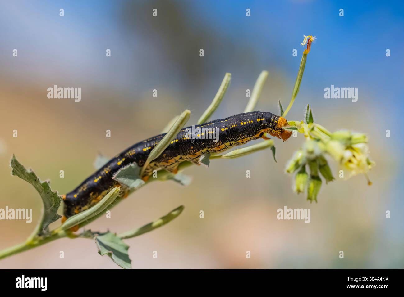 Sfinge rivestita in bianco, Hyles lineata, caterpillar nel Parco statale del deserto di Anza-Borrego, California, Stati Uniti Foto Stock