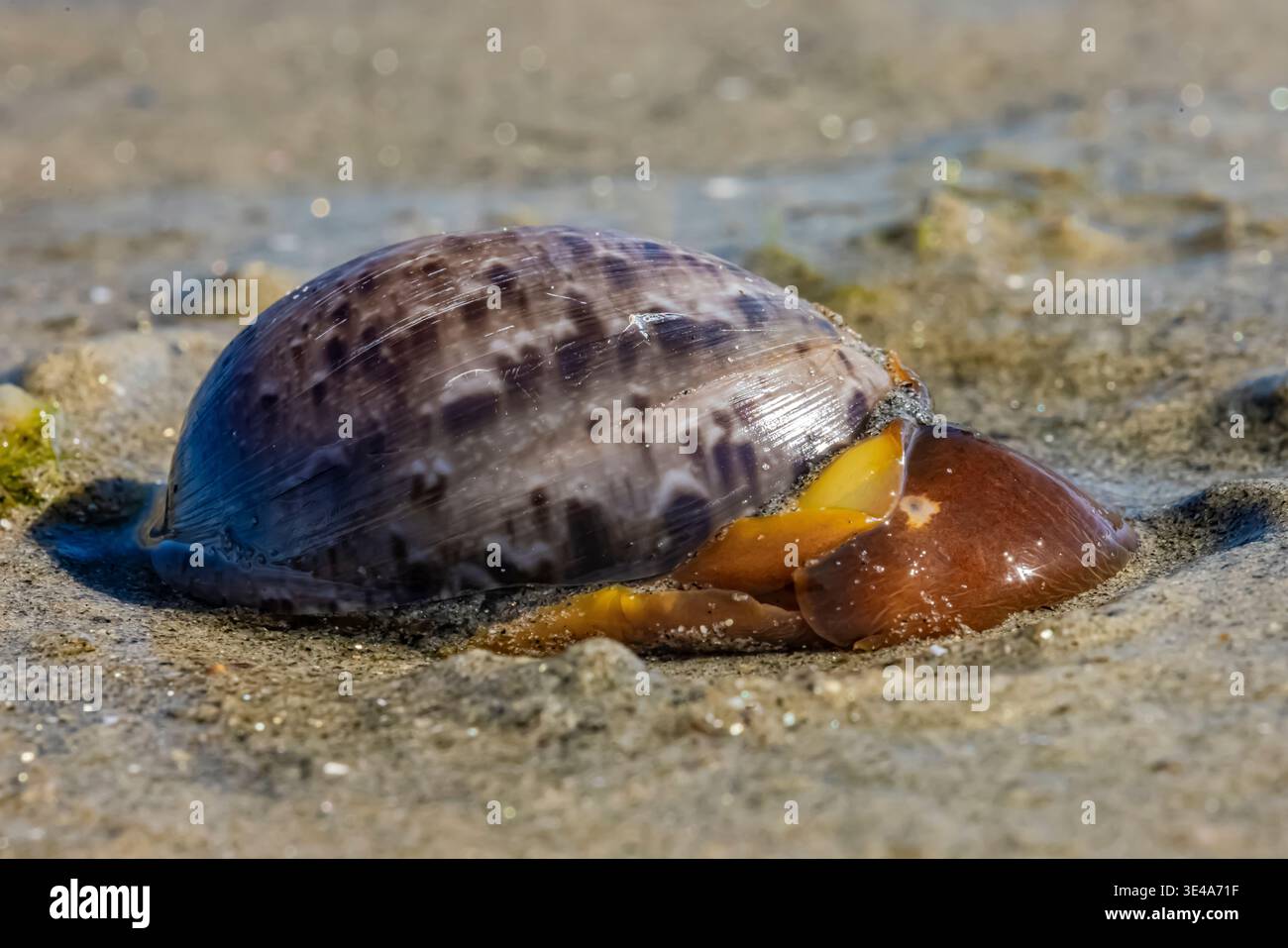 Cloudy Bubble Snail, Bulla gouldiana, sulla riva fangosa di Vacation Isle, Mission Bay, San Diego, California, Stati Uniti Foto Stock