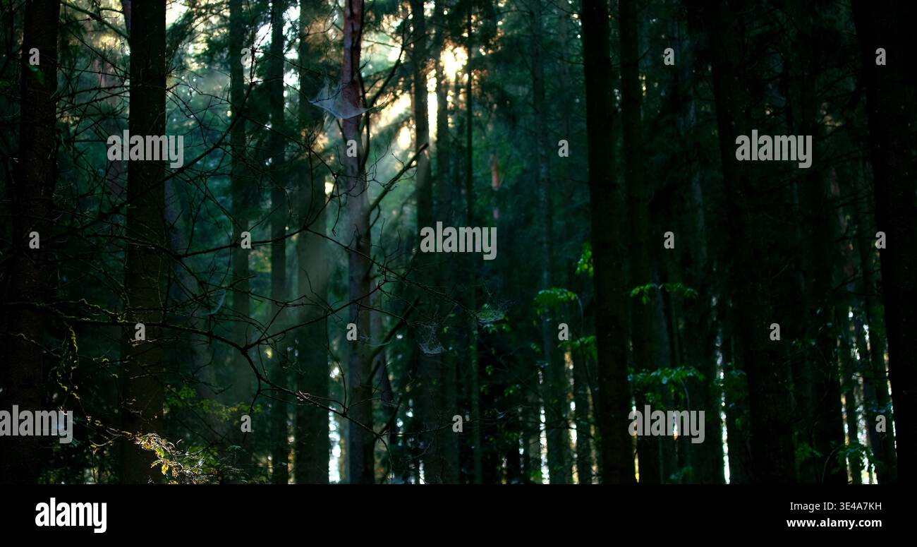 La luce del sole irrompe tra gli alberi in una fitta foresta durante le prime ore del mattino in un'area boschiva Foto Stock
