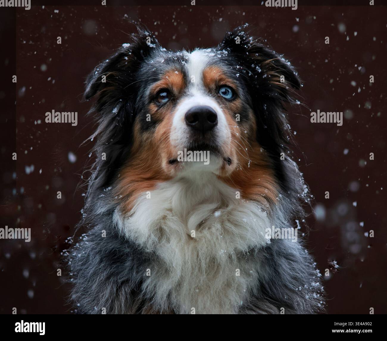 Un bellissimo pastore australiano merle blu con occhi di diversi colori che guardano verso l'alto durante una nevicata. Lo sfondo scuro evidenzia i fiocchi di neve bianchi Foto Stock