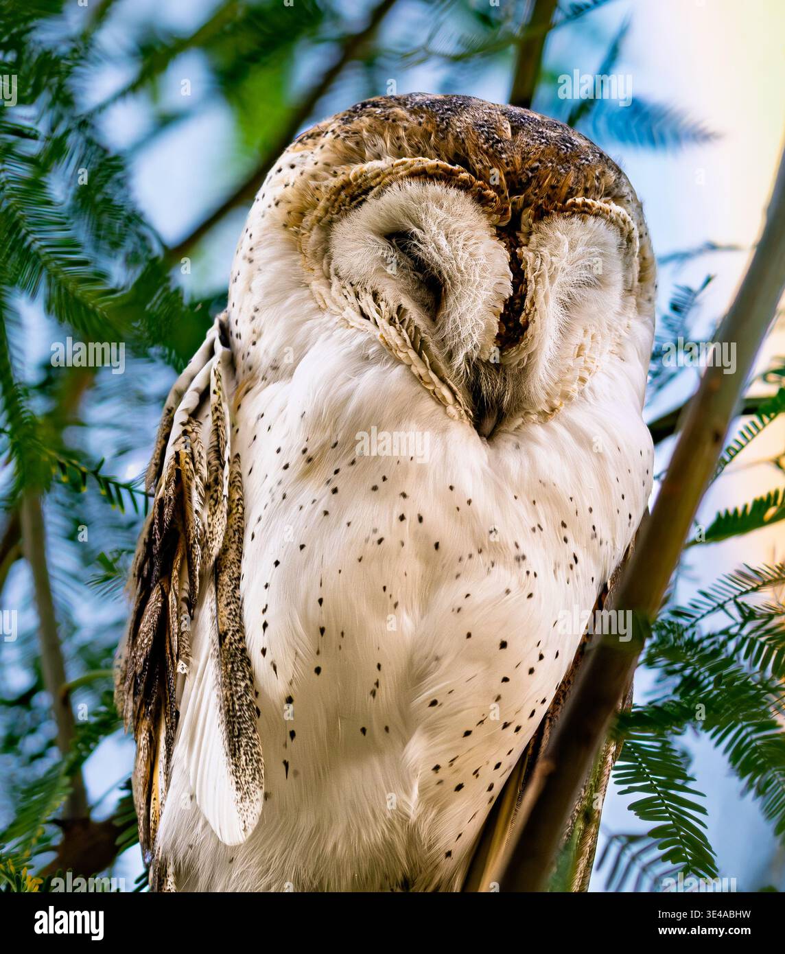 Gufo fienile (Tyto alba) che riposa con gli occhi chiusi arroccato sull'albero con luce naturale soffusa e piumaggio dettagliato Foto Stock
