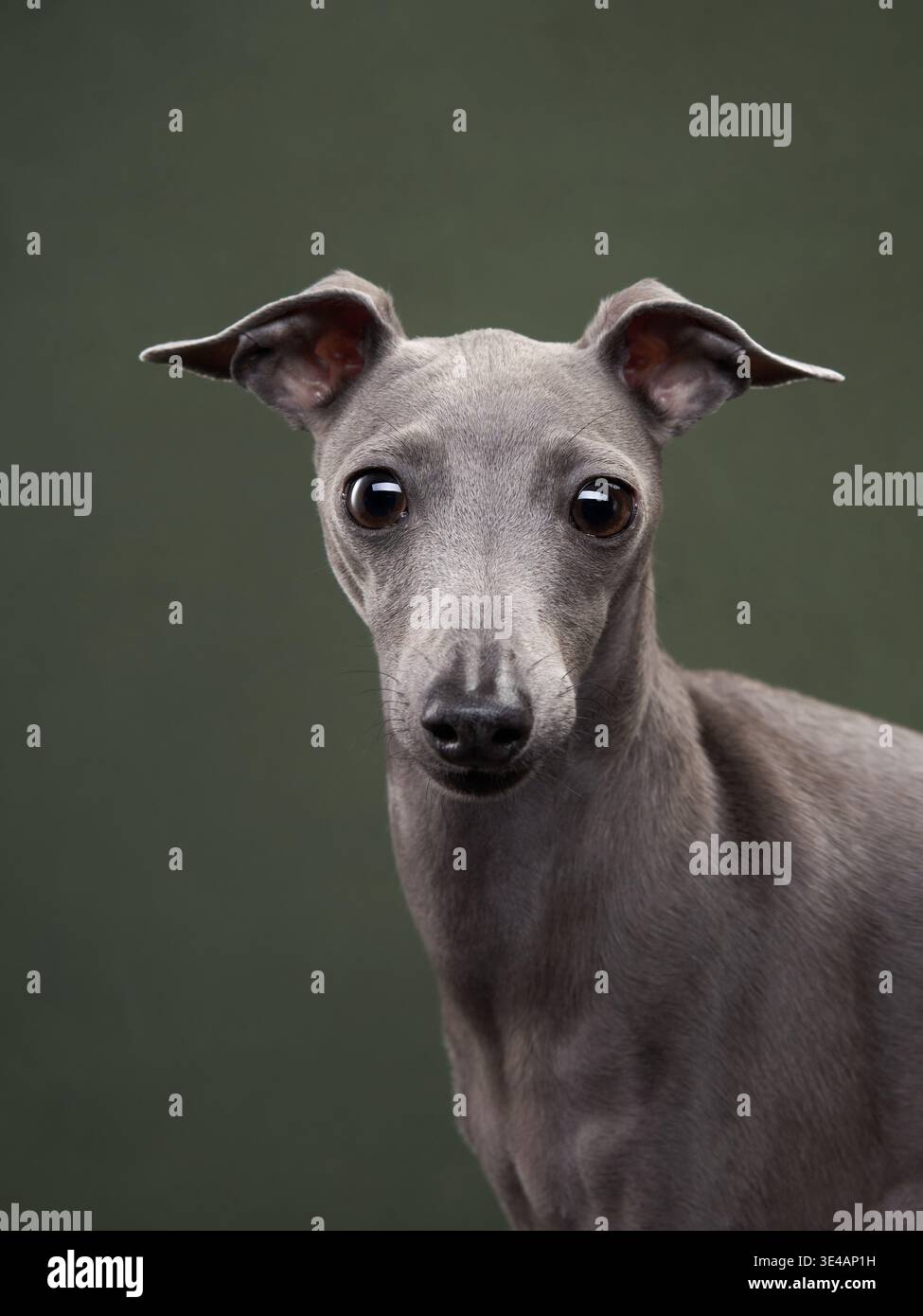 Un profilo laterale di un cane levriero italiano con lo sguardo concentrato e le orecchie accarezzate. Lo sfondo verde pulito completa l'elegante e grazioso cane Foto Stock