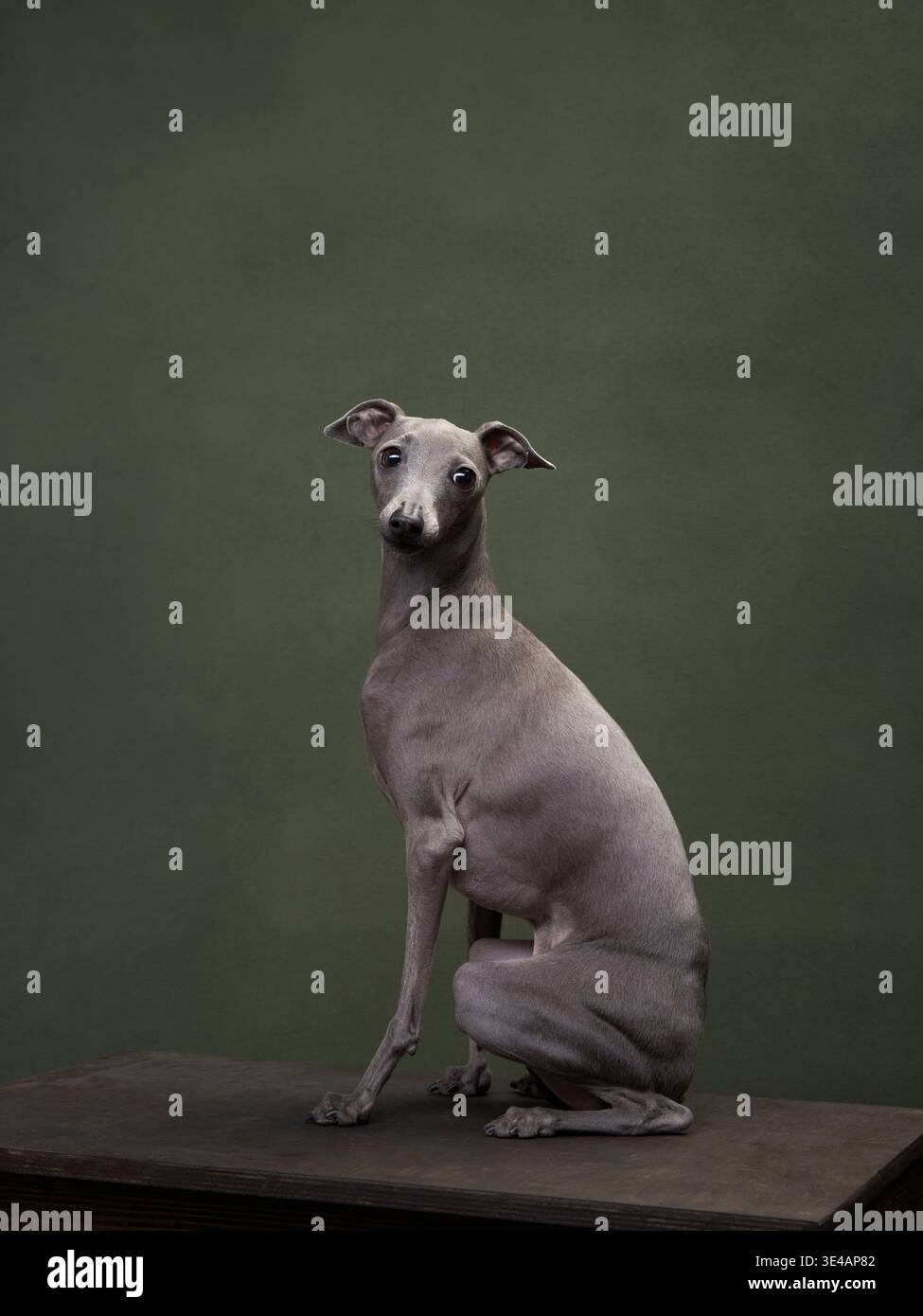Un levriero italiano seduto graziosamente su uno sfondo verde. Il cane mantiene una postura elegante, mostrando la sua struttura sottile e il suo comportamento aggressivo Foto Stock