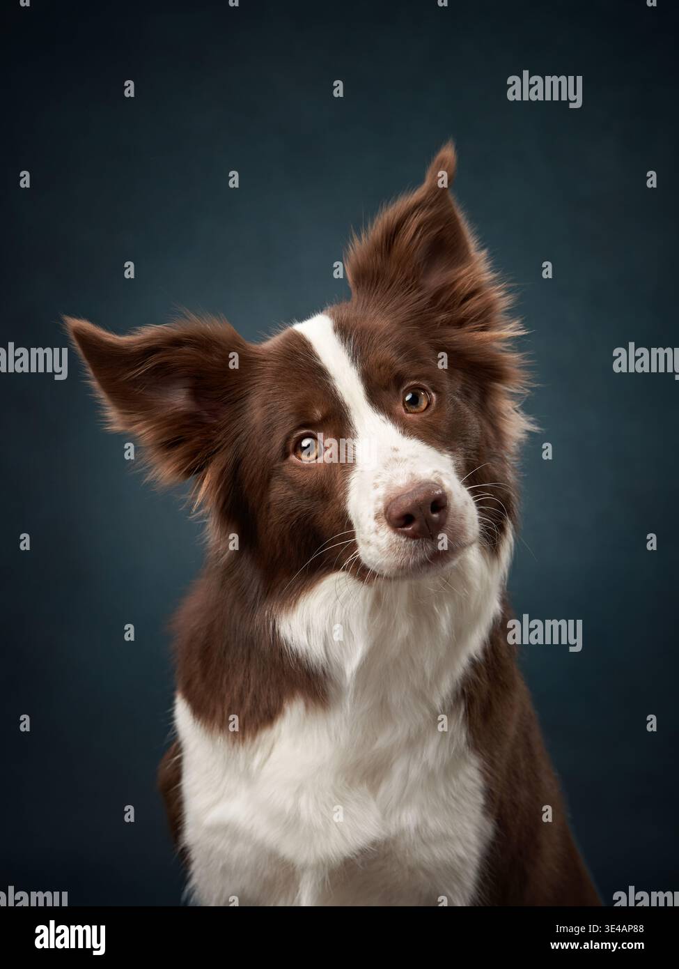 Un Border Collie con uno sguardo intenso e mirato sullo sfondo di uno studio. Il volto espressivo del cane e gli occhi luminosi trasmettono intelligenza e.. Foto Stock