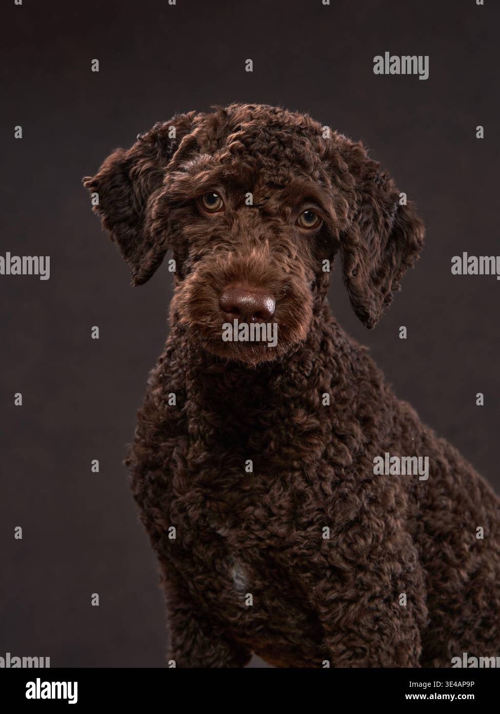 Un Water Dog italiano fissa la fotocamera e il suo sguardo profondo aggiunge intensità al ritratto oscuro e dolente. La pelliccia testurizzata si distingue contro Foto Stock