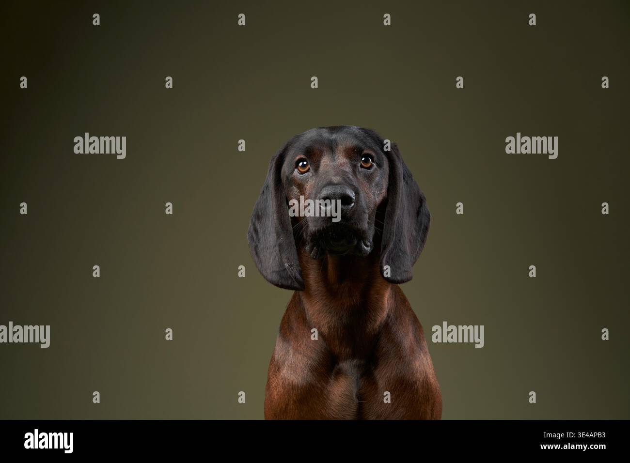 Cane bavarese con uno sguardo calmo e composto, seduto su uno sfondo verde. La struttura elegante e la postura attenta del cane trasudano fiducia. Foto Stock